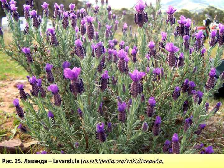 Рис. 25. Лаванда – Lavandula (ru. wikipedia. org/wiki/Лаванда) 