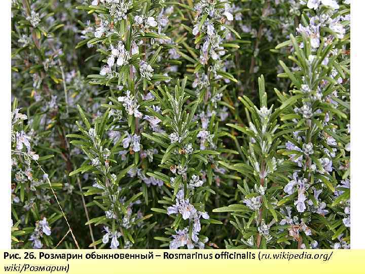 Рис. 26. Розмарин обыкновенный – Rosmarinus officinalis (ru. wikipedia. org/ wiki/Розмарин) 