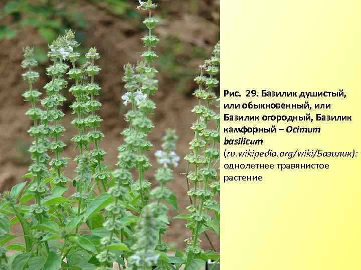 Рис. 29. Базилик душистый, или обыкновенный, или Базилик огородный, Базилик камфорный – Ocimum basilicum