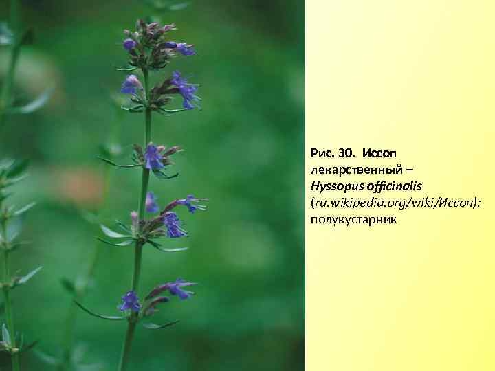 Рис. 30. Иссоп лекарственный – Hyssоpus officinаlis (ru. wikipedia. org/wiki/Иссоп): полукустарник 