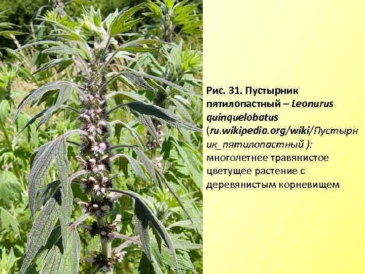 Рис. 31. Пустырник пятилопастный – Leonurus quinquelobatus (ru. wikipedia. org/wiki/Пустырн ик_пятилопастный ): многолетнее травянистое