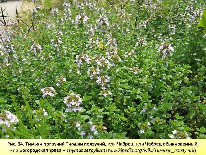 Рис. 34. Тимьян ползучий, или Чабрец обыкновенный, или Богородская трава – Thymus serpyllum (ru.