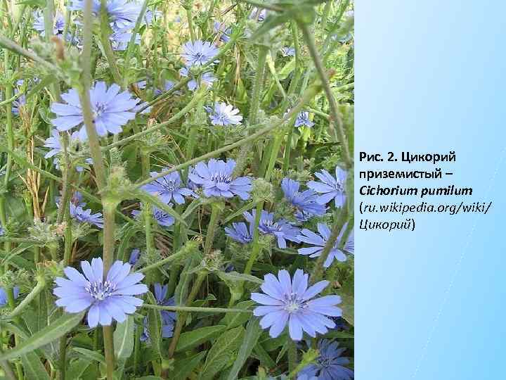Рис. 2. Цикорий приземистый – Cichorium pumilum (ru. wikipedia. org/wiki/ Цикорий) 