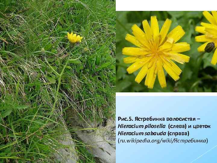 Рис. 5. Ястребинка волосистая – Hieracium pilosella (слева) и цветок Hieracium sabauda (справа) (ru.