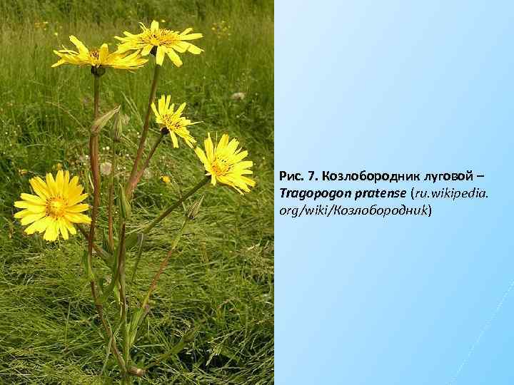 Рис. 7. Козлобородник луговой – Tragopogon pratense (ru. wikipedia. org/wiki/Козлобородниk) 