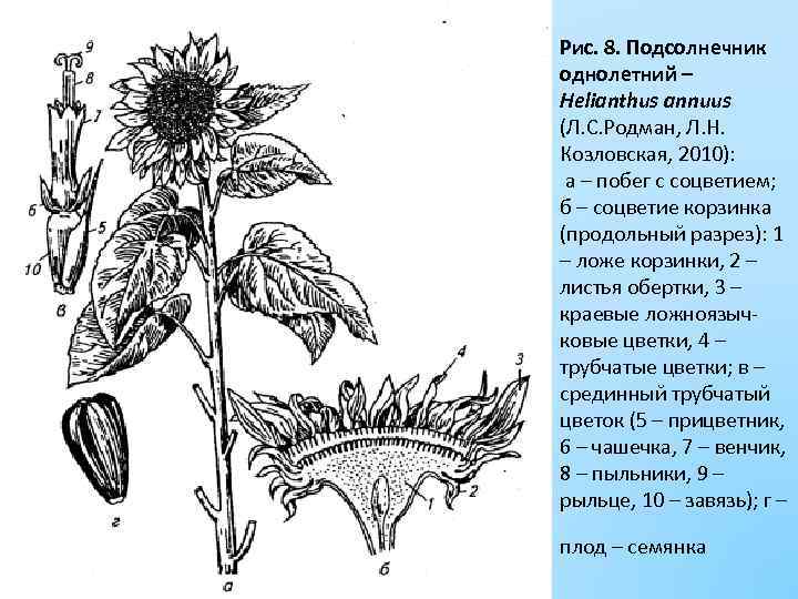  Рис. 8. Подсолнечник однолетний – Helianthus annuus (Л. С. Родман, Л. Н. Козловская,