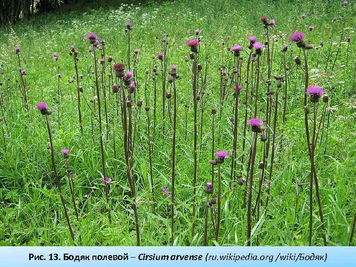 Рис. 13. Бодяк полевой – Cirsium arvense (ru. wikipedia. org /wiki/Бодяк) 