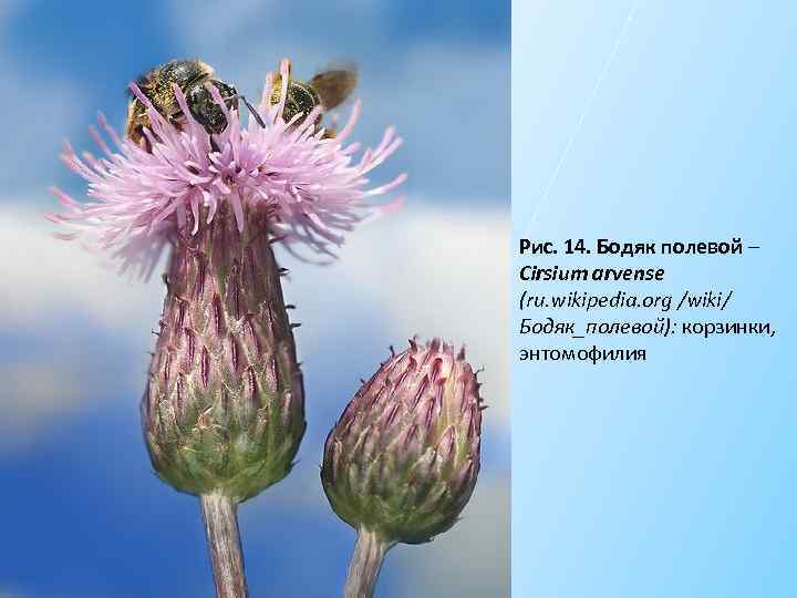 Рис. 14. Бодяк полевой – Cirsium arvense (ru. wikipedia. org /wiki/ Бодяк_полевой): корзинки, энтомофилия