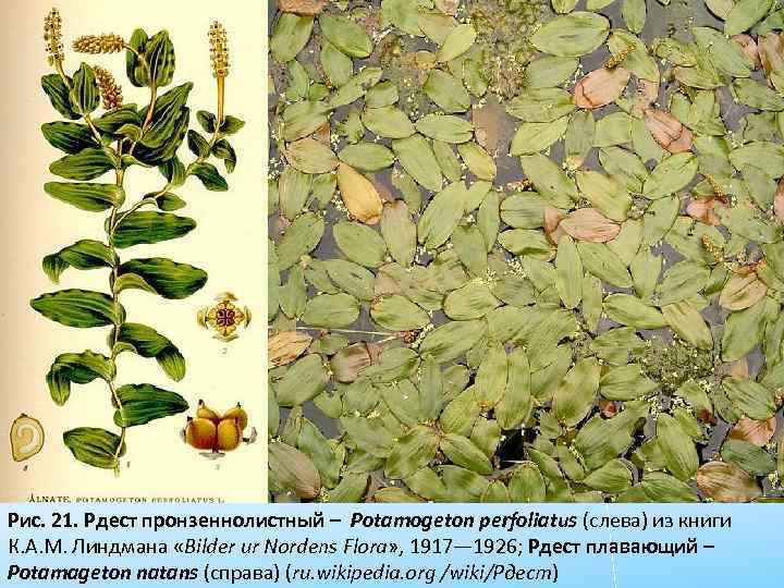 Рис. 21. Рдест пронзеннолистный – Potamogeton perfoliatus (слева) из книги К. А. М. Линдмана