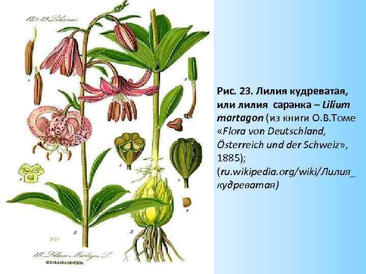 Рис. 23. Лилия кудреватая, или лилия саранка – Lilium martagon (из книги О. В.