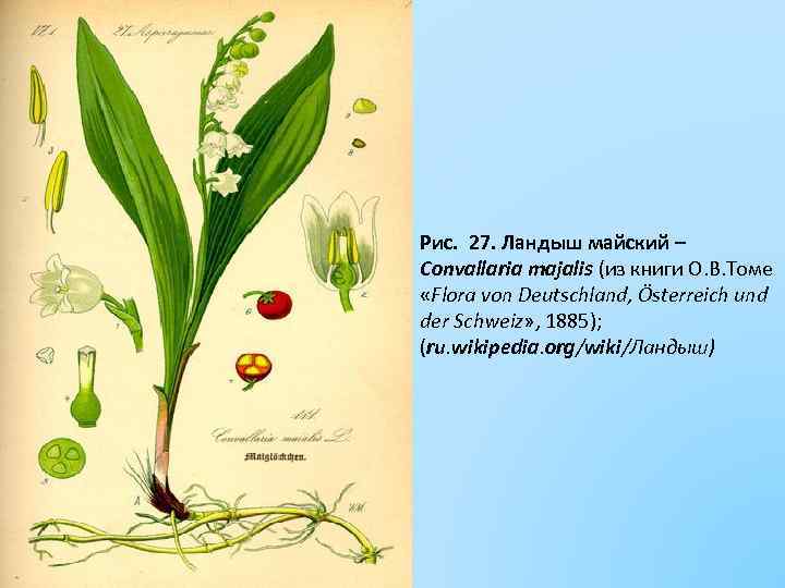Рис. 27. Ландыш майский – Convallaria majalis (из книги О. В. Томе «Flora von