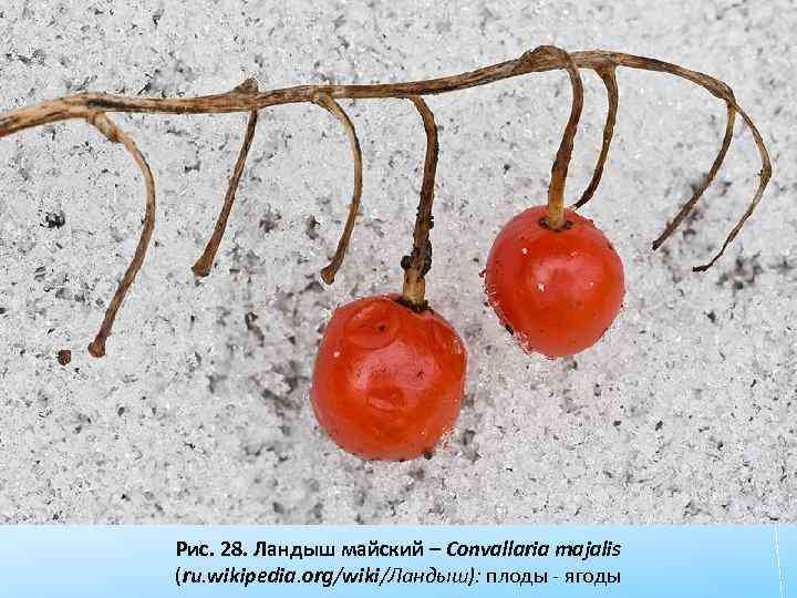 Рис. 28. Ландыш майский – Convallaria majalis (ru. wikipedia. org/wiki/Ландыш): плоды - ягоды 