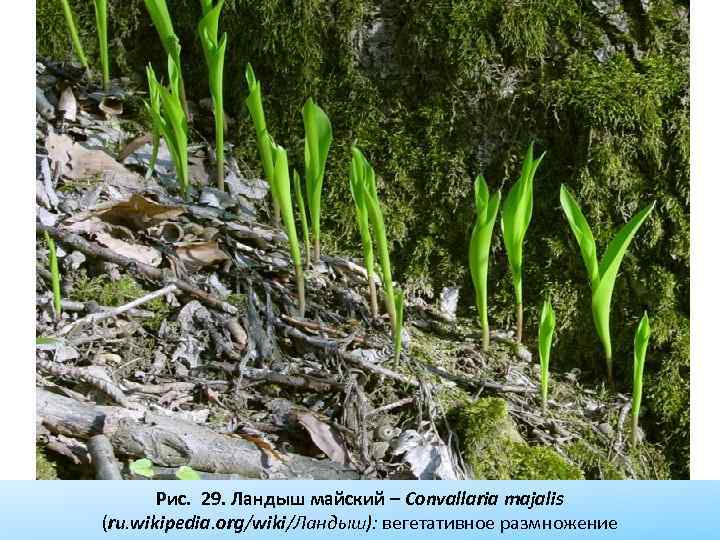 Рис. 29. Ландыш майский – Convallaria majalis (ru. wikipedia. org/wiki/Ландыш): вегетативное размножение 