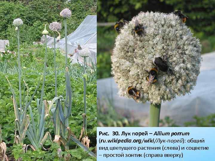 Рис. 30. Лук порей – Allium porrum (ru. wikipedia. org/wiki/Лук-порей): общий вид цветущего растения