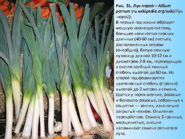 Рис. 31. Лук порей – Allium porrum (ru. wikipedia. org/wiki/Лук -порей): В первый год