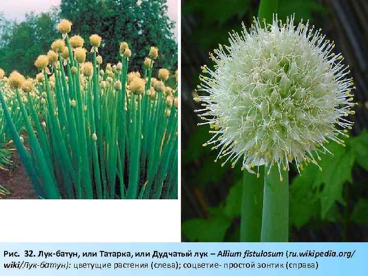 Рис. 32. Лук-батун, или Татарка, или Дудчатый лук – Allium fistulosum (ru. wikipedia. org/