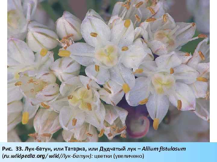 Рис. 33. Лук-батун, или Татарка, или Дудчатый лук – Allium fistulosum (ru. wikipedia. org/