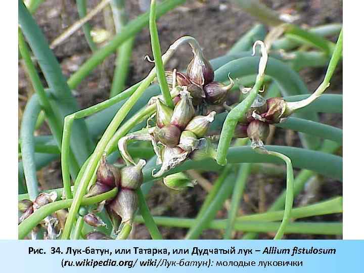 Рис. 34. Лук-батун, или Татарка, или Дудчатый лук – Allium fistulosum (ru. wikipedia. org/