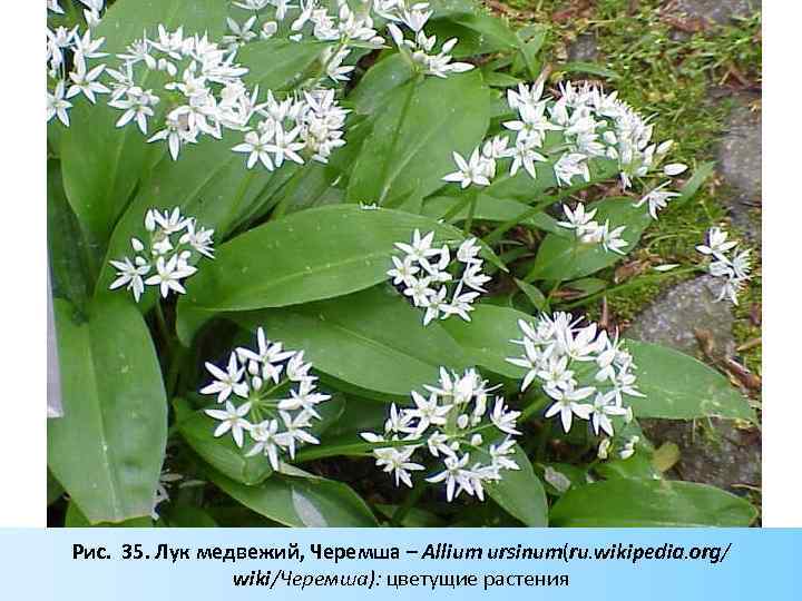 Рис. 35. Лук медвежий, Черемша – Allium ursinum(ru. wikipedia. org/ wiki/Черемша): цветущие растения 