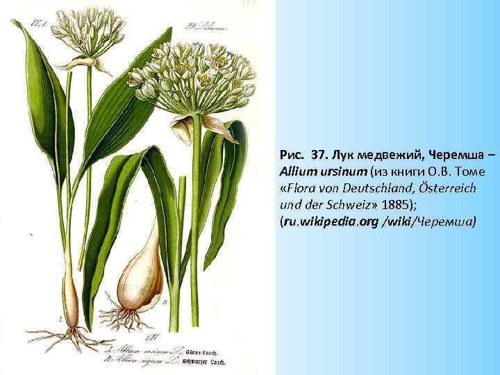 Рис. 37. Лук медвежий, Черемша – Allium ursinum (из книги О. В. Томе «Flora