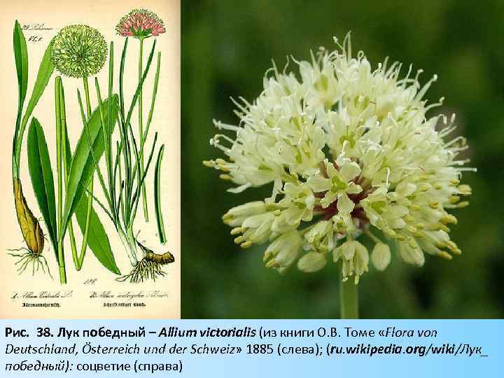 Рис. 38. Лук победный – Allium victorialis (из книги О. В. Томе «Flora von