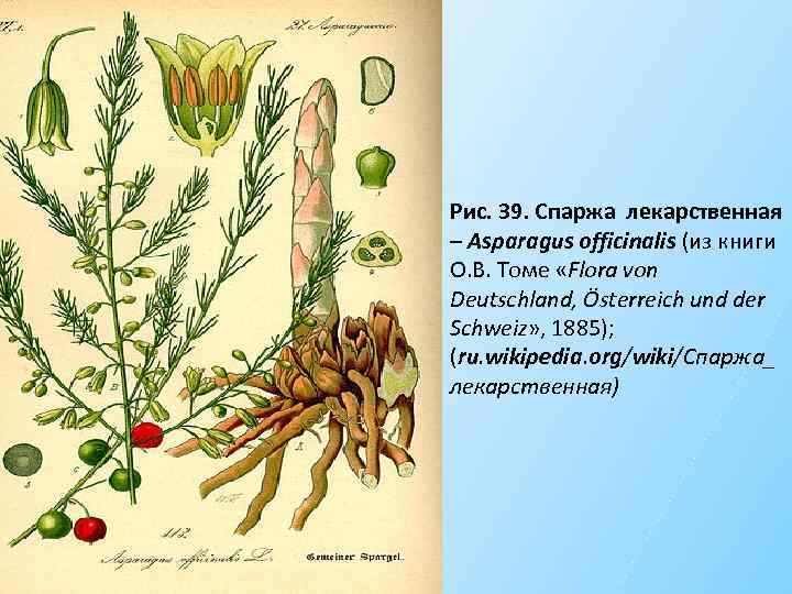 Рис. 39. Спаржа лекарственная – Asparagus officinalis (из книги О. В. Томе «Flora von