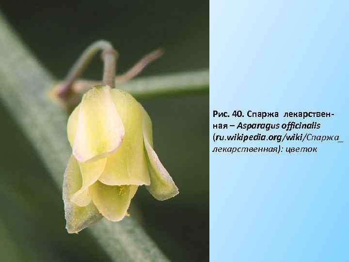 Рис. 40. Спаржа лекарствен- ная – Asparagus officinalis (ru. wikipedia. org/wiki/Спаржа_ лекарственная): цветок 