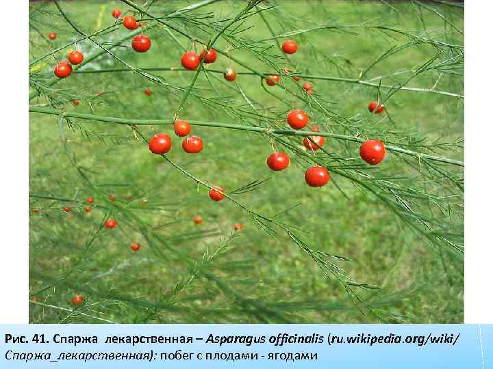Рис. 41. Спаржа лекарственная – Asparagus officinalis (ru. wikipedia. org/wiki/ Спаржа_лекарственная): побег с плодами