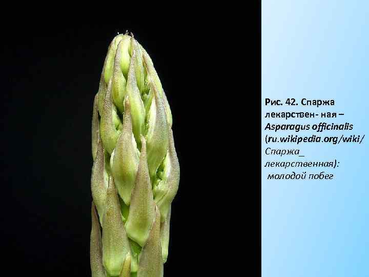 Рис. 42. Спаржа лекарствен- ная – Asparagus officinalis (ru. wikipedia. org/wiki/ Спаржа_ лекарственная): молодой