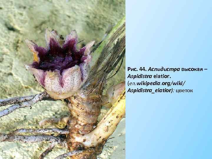 Рис. 44. Аспидистра высокая – Aspidistra elatior. (en. wikipedia. org/wiki/ Aspidistra_elatior): цветок 