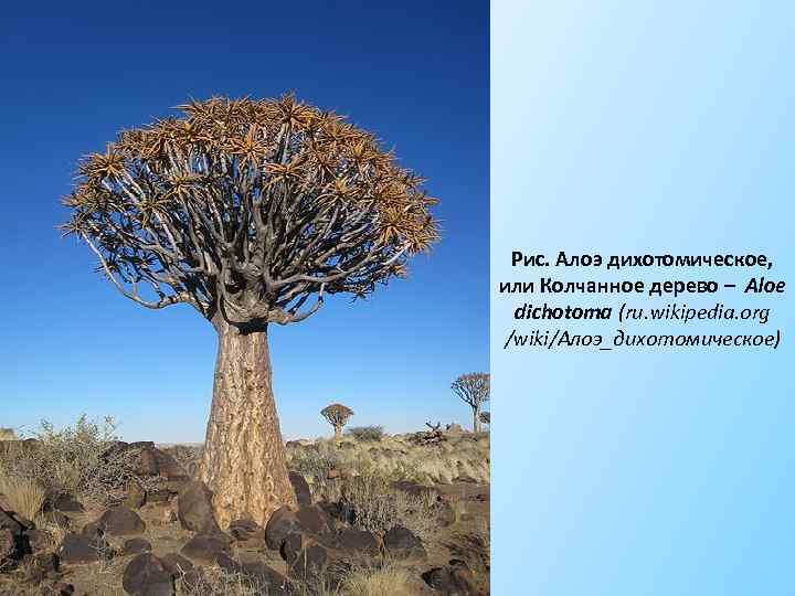 Рис. Алоэ дихотомическое, или Колчанное дерево – Aloe dichotoma (ru. wikipedia. org /wiki/Алоэ_дихотомическое) 