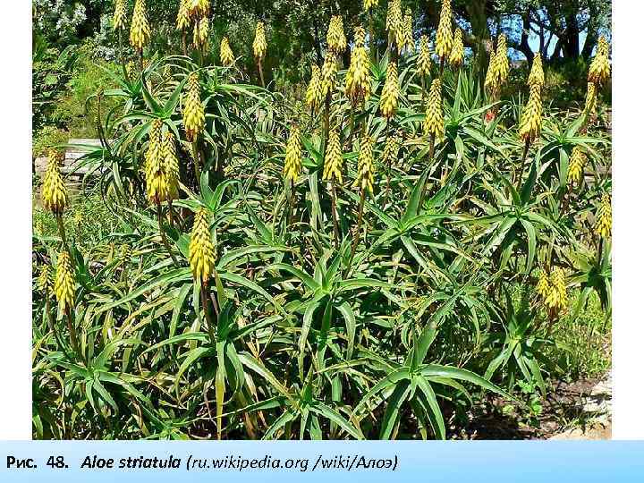 Рис. 48. Aloe striatula (ru. wikipedia. org /wiki/Алоэ) 