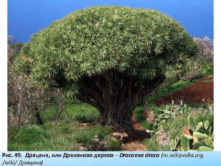 Рис. 49. Драцена, или Драконово дерево – Dracaena draco (ru. wikipedia. org /wiki/ Драцена)