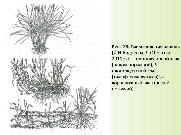 Рис. 23. Типы кущения злаков. (И. И. Андреева, Л. С. Родман, 2010): а –