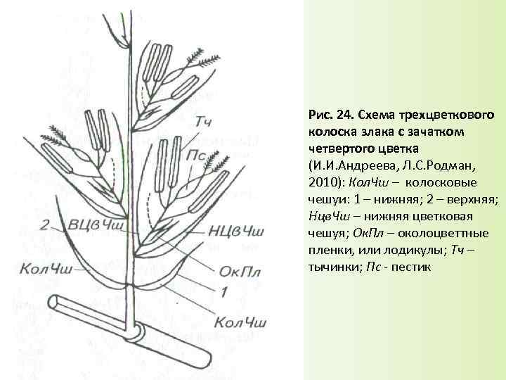 Схема строения колоска злака