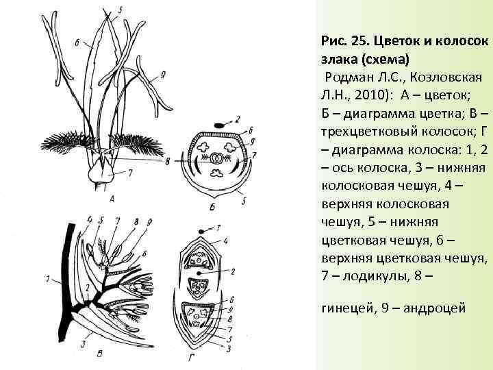 Формула цветка и диаграмма злаковых