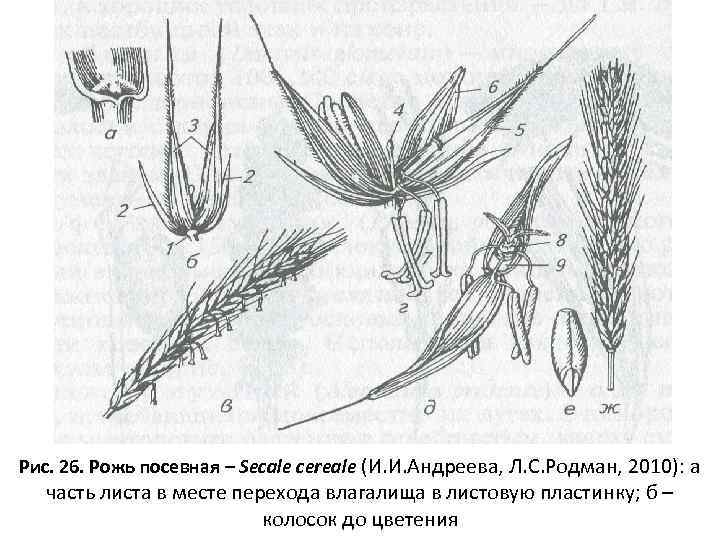 Рожь посевная рисунок