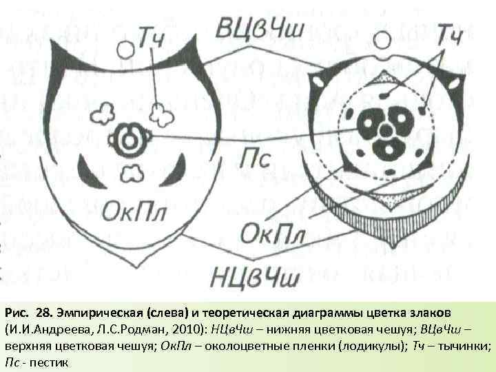 Рис. 28. Эмпирическая (слева) и теоретическая диаграммы цветка злаков (И. И. Андреева, Л. С.