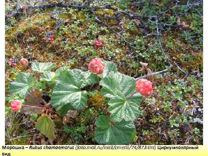 Морошка – Rubus chamaemorus (foto. mail. ru/mail/cmeriii/74/87. html) Циркумполярный вид 