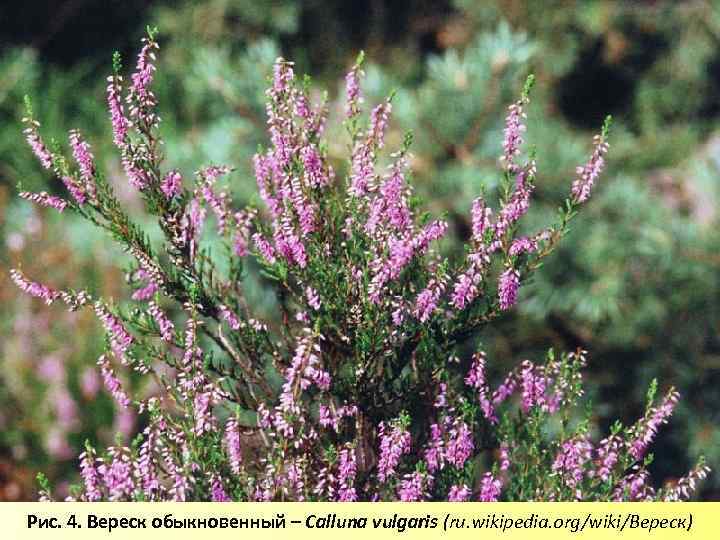 Рис. 4. Вереск обыкновенный – Calluna vulgaris (ru. wikipedia. org/wiki/Вереск) 