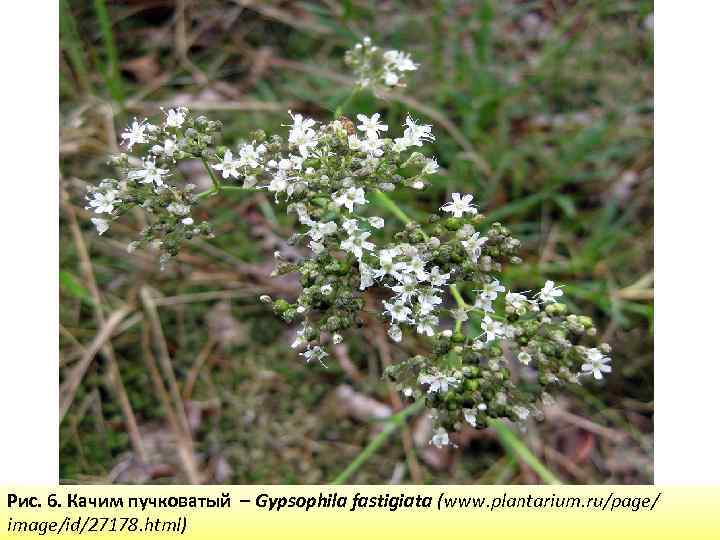 Рис. 6. Качим пучковатый – Gypsophila fastigiata (www. plantarium. ru/page/ image/id/27178. html) 