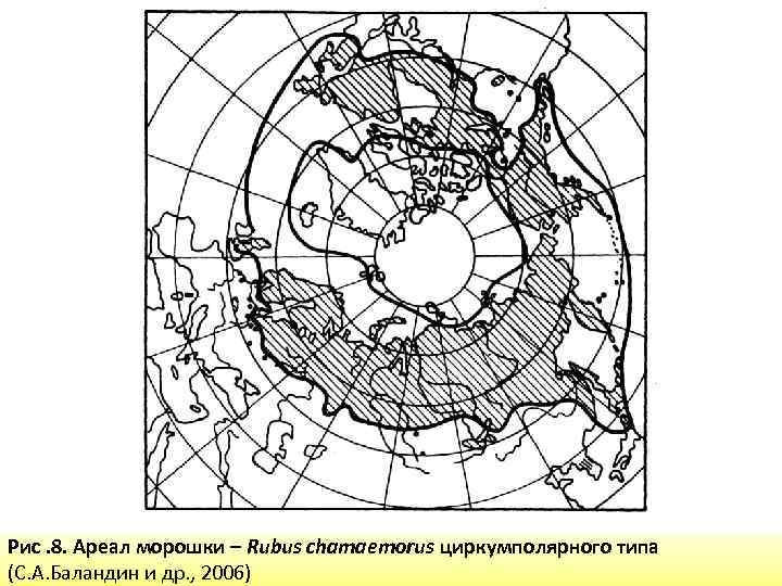 Рис. 8. Ареал морошки – Rubus chamaemorus циркумполярного типа (С. А. Баландин и др.