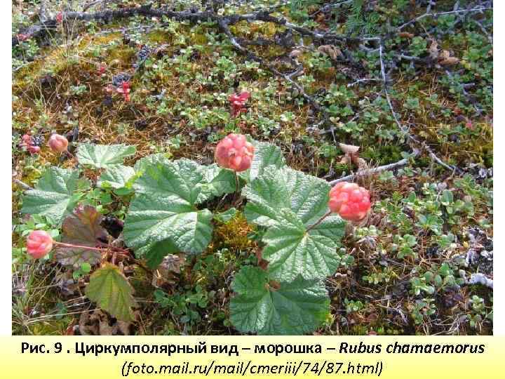 Рис. 9. Циркумполярный вид – морошка – Rubus chamaemorus (foto. mail. ru/mail/cmeriii/74/87. html) 