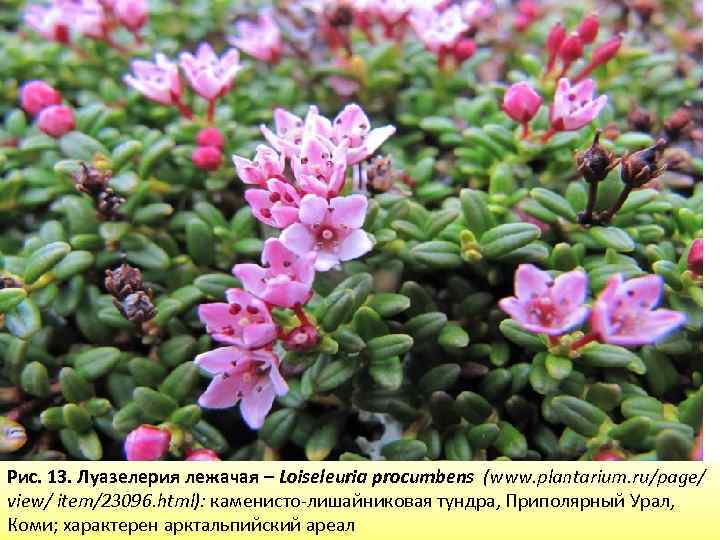 Рис. 13. Луазелерия лежачая – Loiseleuria procumbens (www. plantarium. ru/page/ view/ item/23096. html): каменисто-лишайниковая