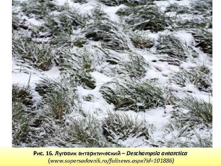 Рис. 16. Луговик антарктический – Deschampsia antarctica (www. supersadovnik. ru/fullnews. aspx? id=101886) 