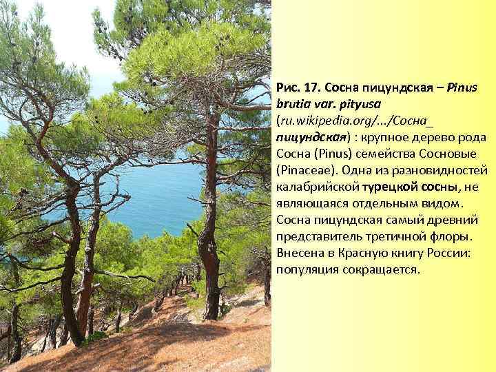 Рис. 17. Сосна пицундская – Pinus brutia var. pityusa (ru. wikipedia. org/. . .