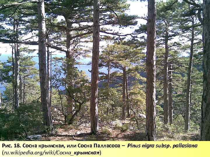 Рис. 18. Сосна крымская, или Сосна Палласова – Pinus nigra subsp. pallasiana (ru. wikipedia.