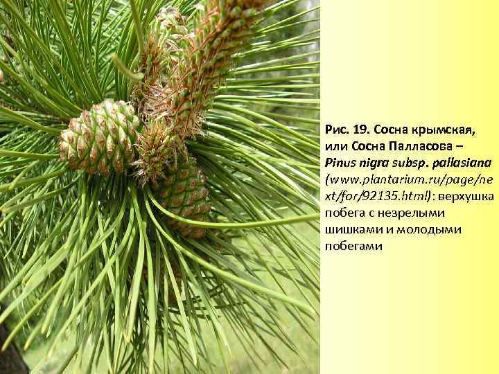 Рис. 19. Сосна крымская, или Сосна Палласова – Pinus nigra subsp. pallasiana (www. plantarium.