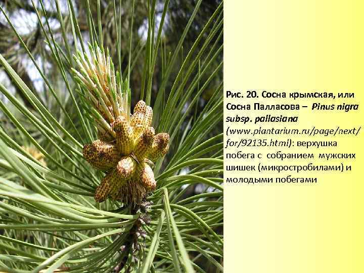 Рис. 20. Сосна крымская, или Сосна Палласова – Pinus nigra subsp. pallasiana (www. plantarium.