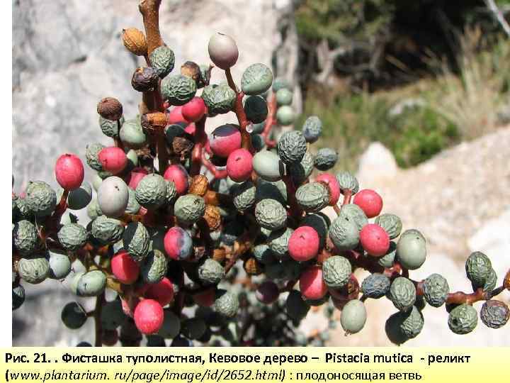Рис. 21. . Фисташка туполистная, Кевовое дерево – Pistacia mutica - реликт (www. plantarium.